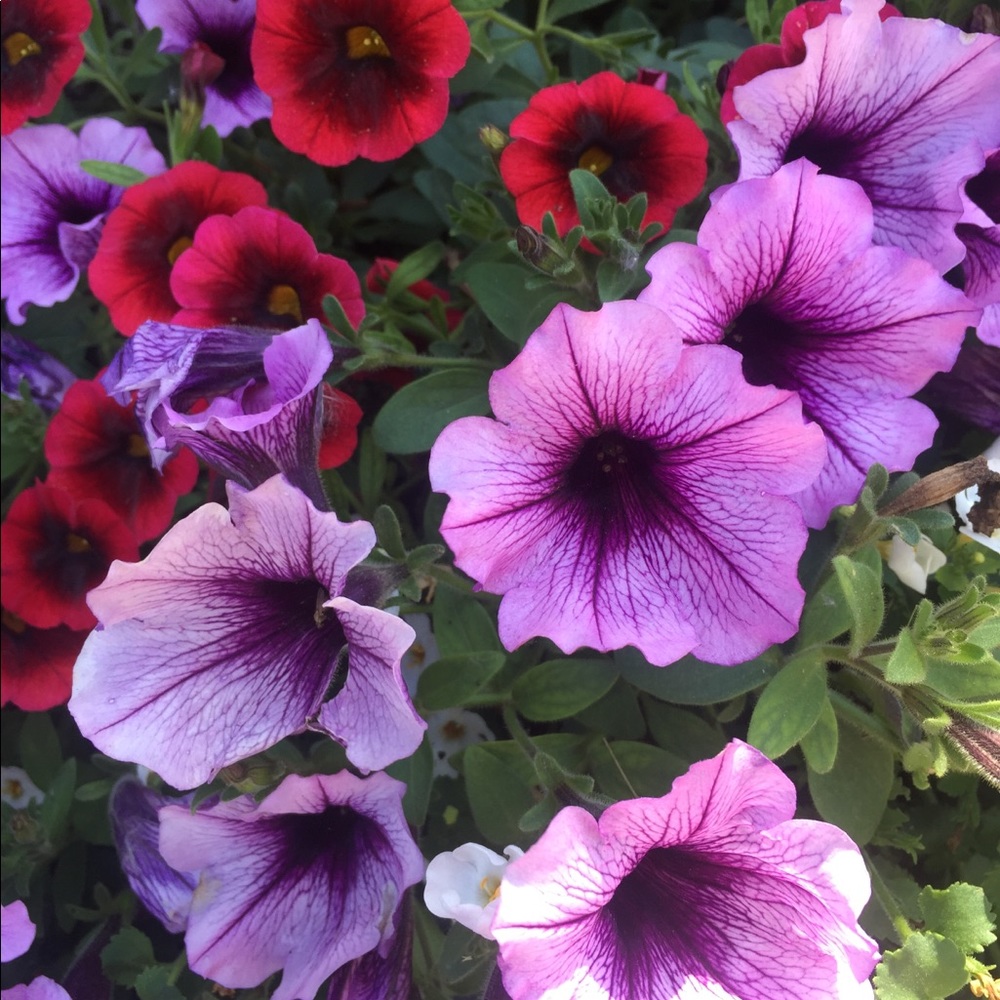 Meet your Posher, Brisa